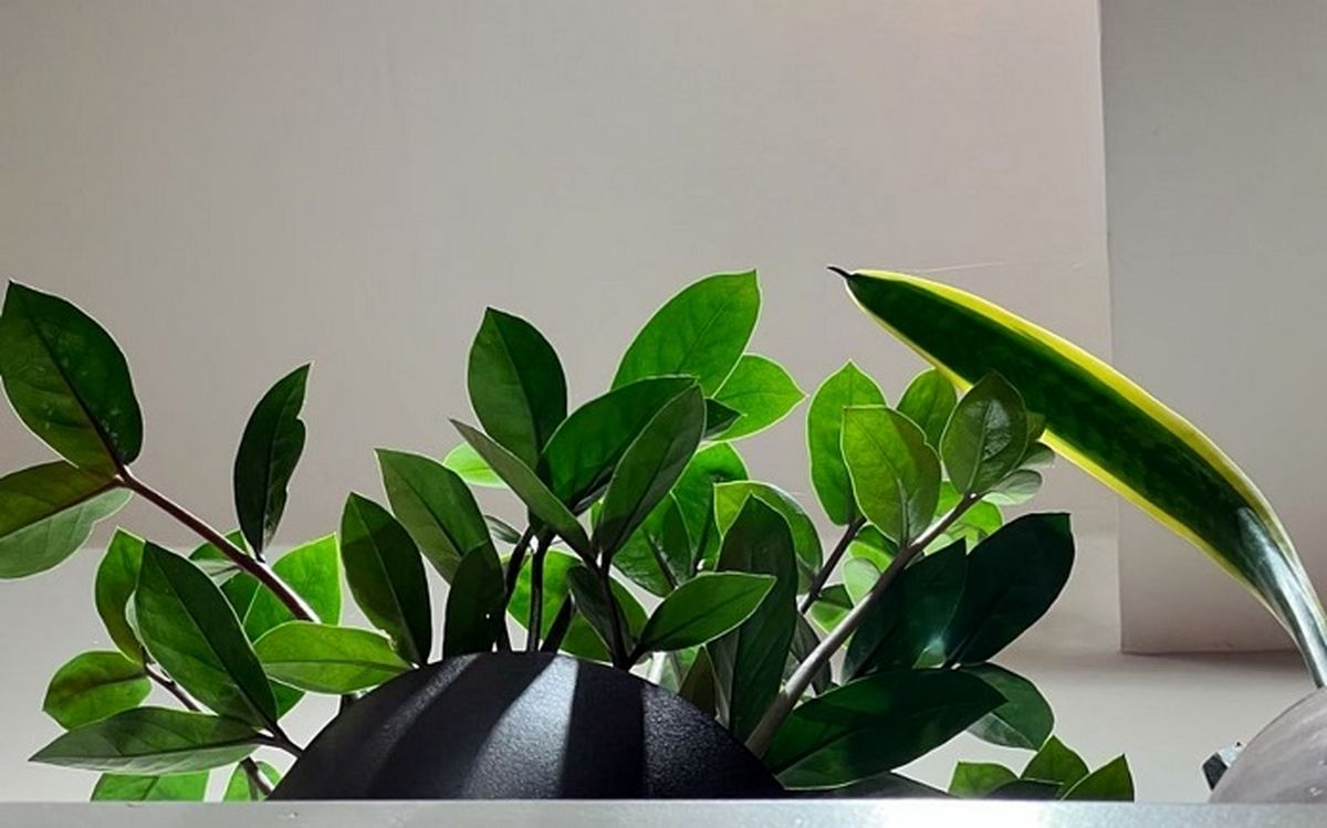کدام گیاهان آپارتمانی به نور زیاد نیاز دارند؟