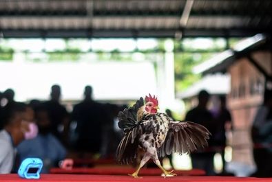 مسابقه ملکه مرغ‌ها در مالزی
